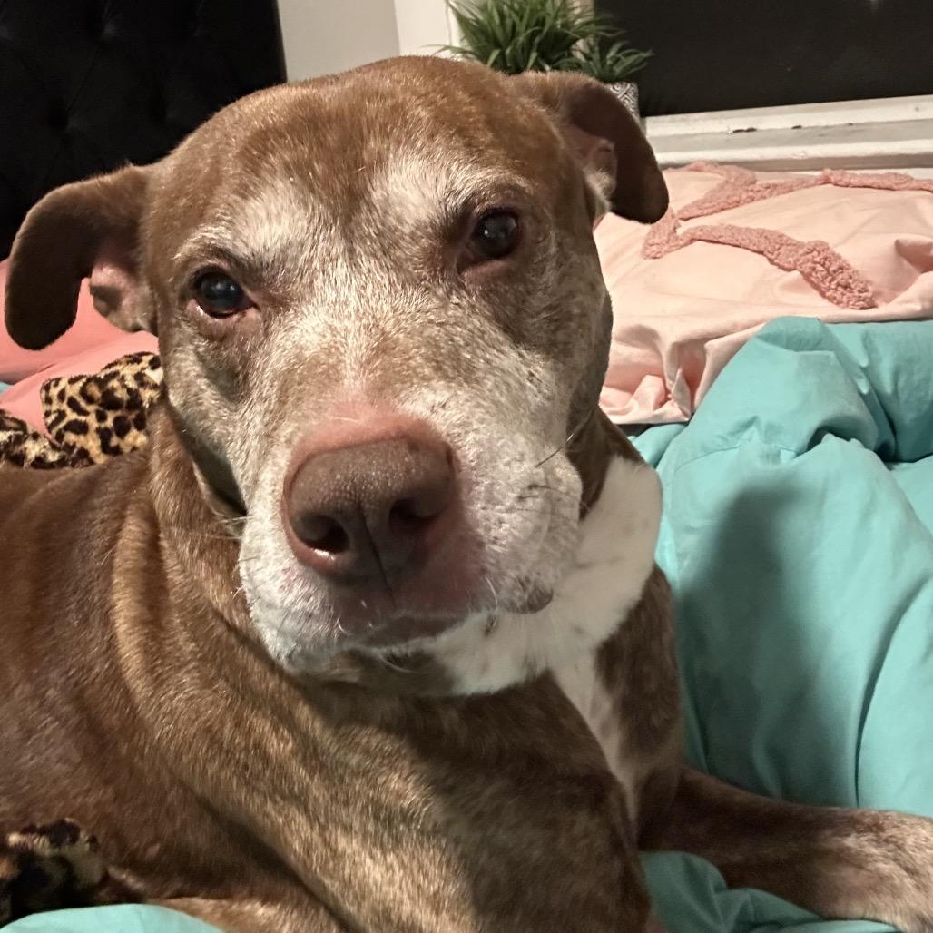 Beckner, Adoptable, Adult Male Pit Bull Terrier.