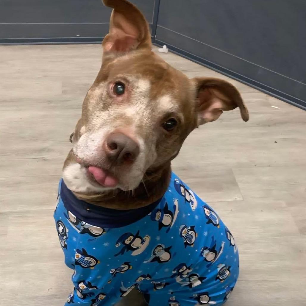 Beckner, a Adoptable mixed breed in Avon, OH image 2/6