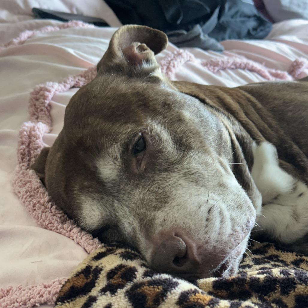 Beckner, a Adoptable mixed breed in Avon, OH image 3/6