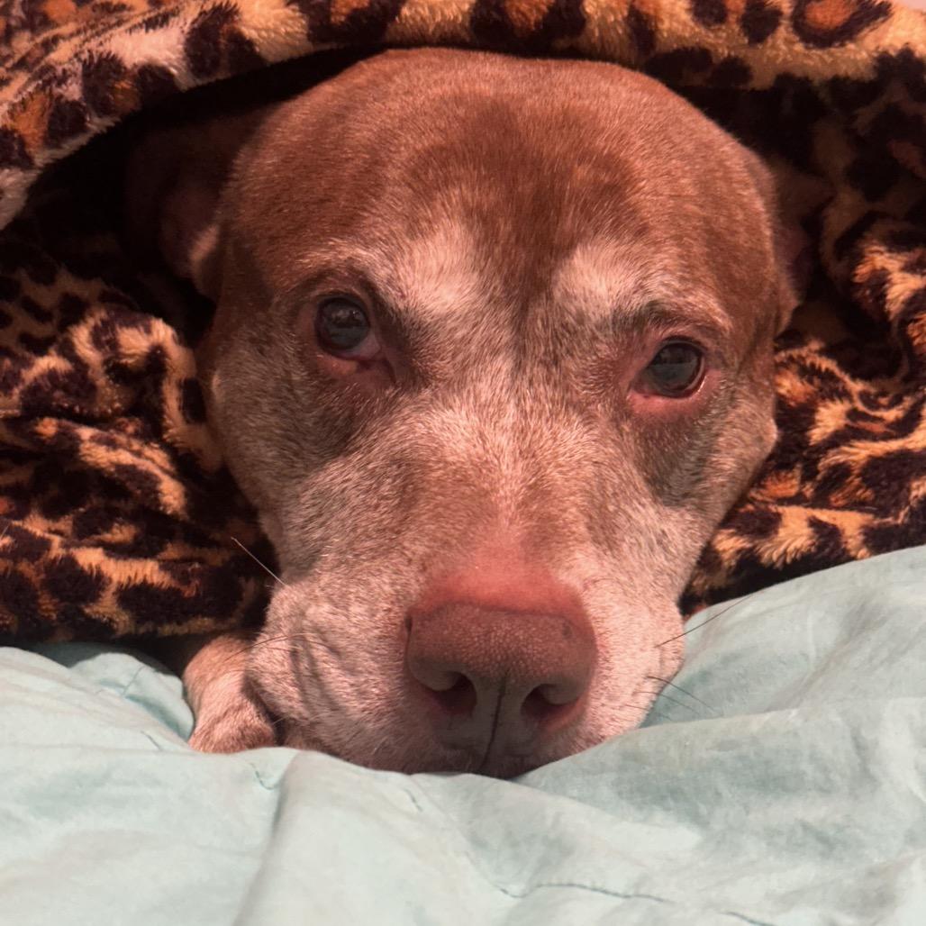 Beckner, a Adoptable mixed breed in Avon, OH image 4/6