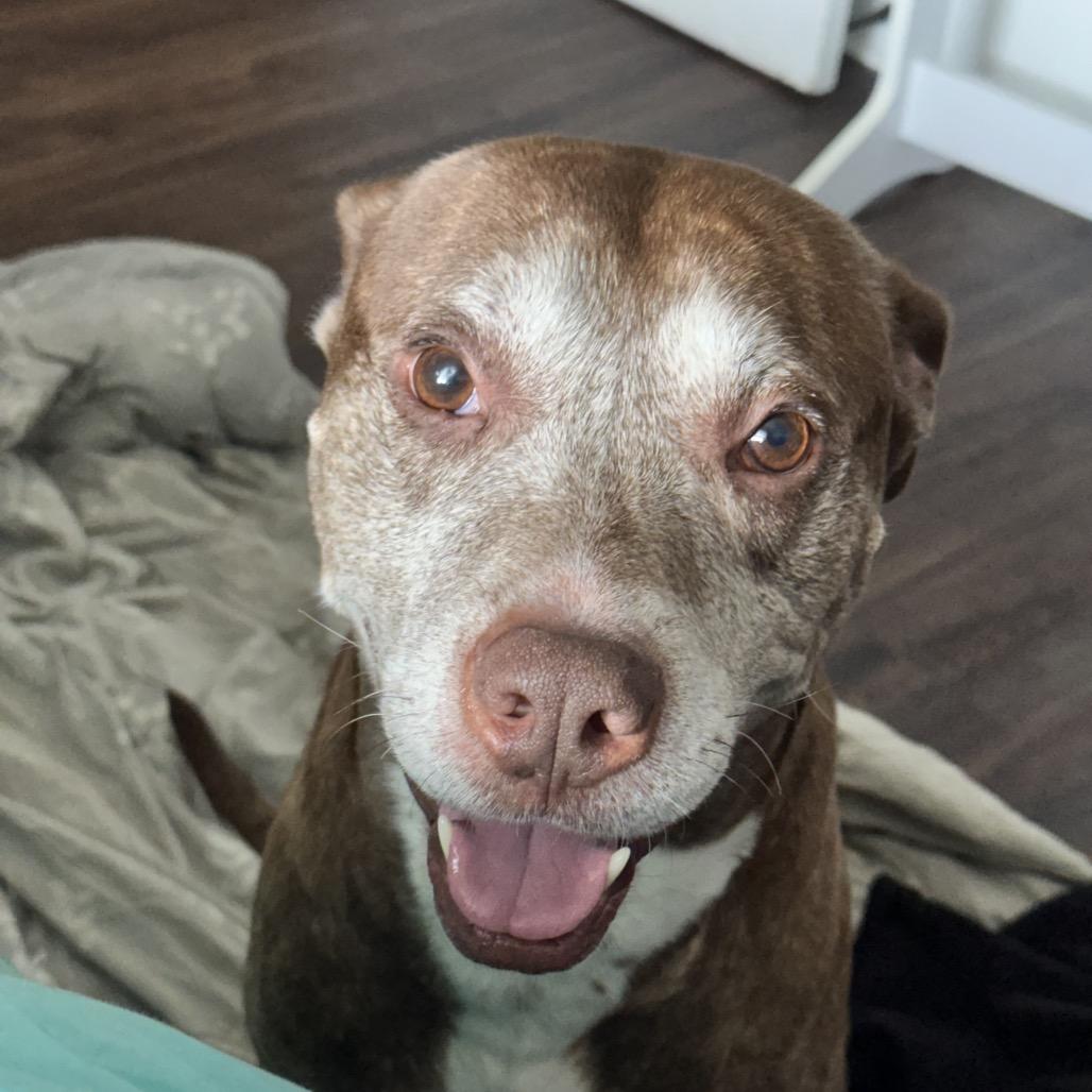 Beckner, a Adoptable mixed breed in Avon, OH image 5/6