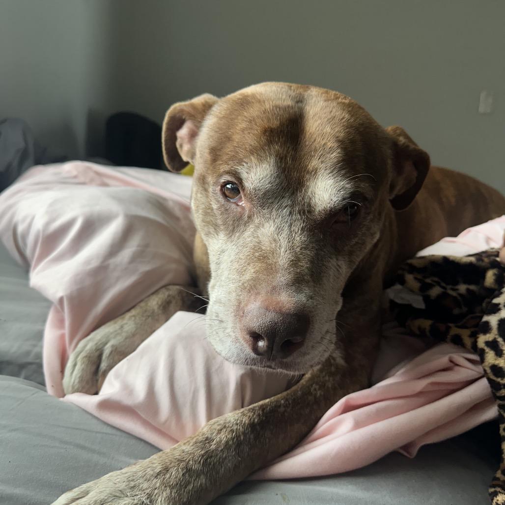 Beckner, a Adoptable mixed breed in Avon, OH image 6/6