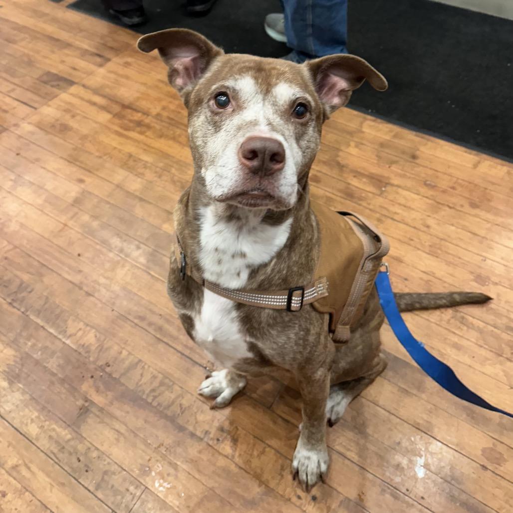 Enlarge Beckner, a Adoptable mixed breed in Avon, OH image 6/6
