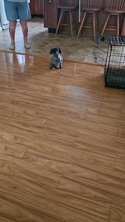 Enlarge STAR, a Adoptable Shih Tzu in Schnecksville, PA video 2/2