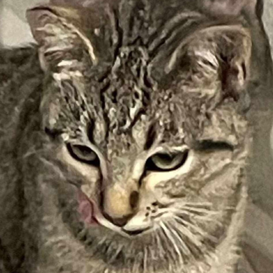 Journey, an adoptable Domestic Short Hair in Eureka, CA, 95503 | Photo Image 1