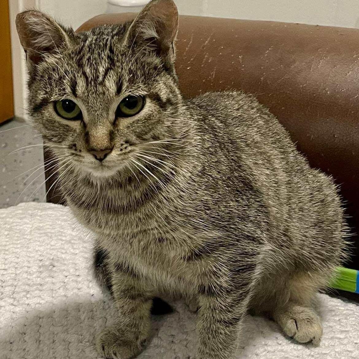 Journey, an adoptable Domestic Short Hair in Eureka, CA, 95503 | Photo Image 2