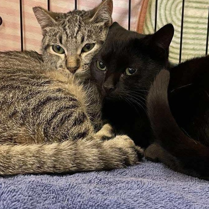 Journey, an adoptable Domestic Short Hair in Eureka, CA, 95503 | Photo Image 3