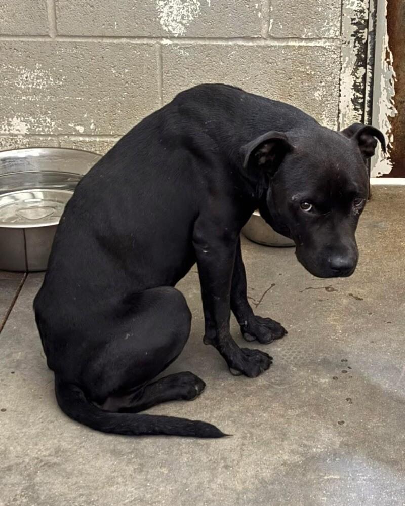 Hex, a Adoptable mixed breed in Jackson, TN image 1/2