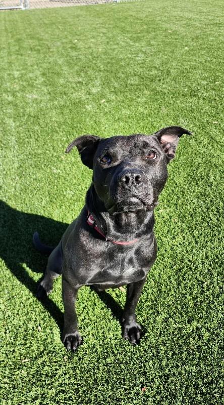 Enlarge Hex, a Adoptable mixed breed in Jackson, TN image 1/3