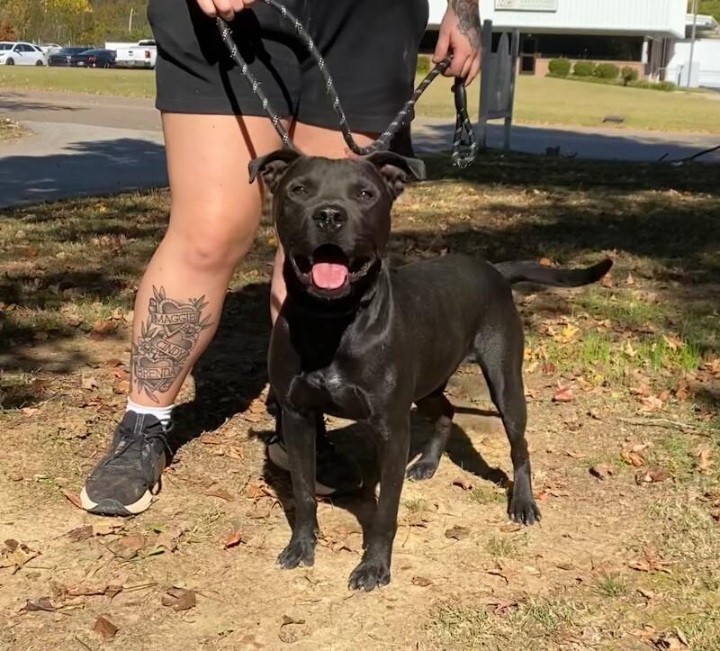 Enlarge Hex, a Adoptable mixed breed in Jackson, TN image 3/3