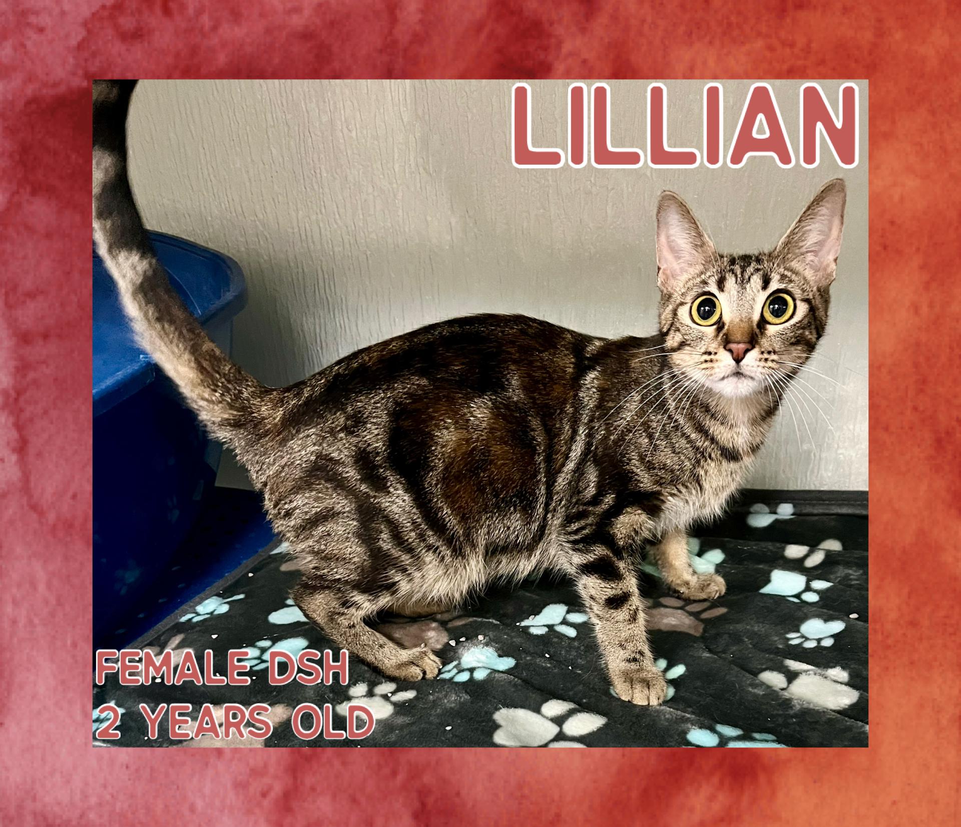 Lillian, Adoptable, Adult Female Domestic Short Hair.