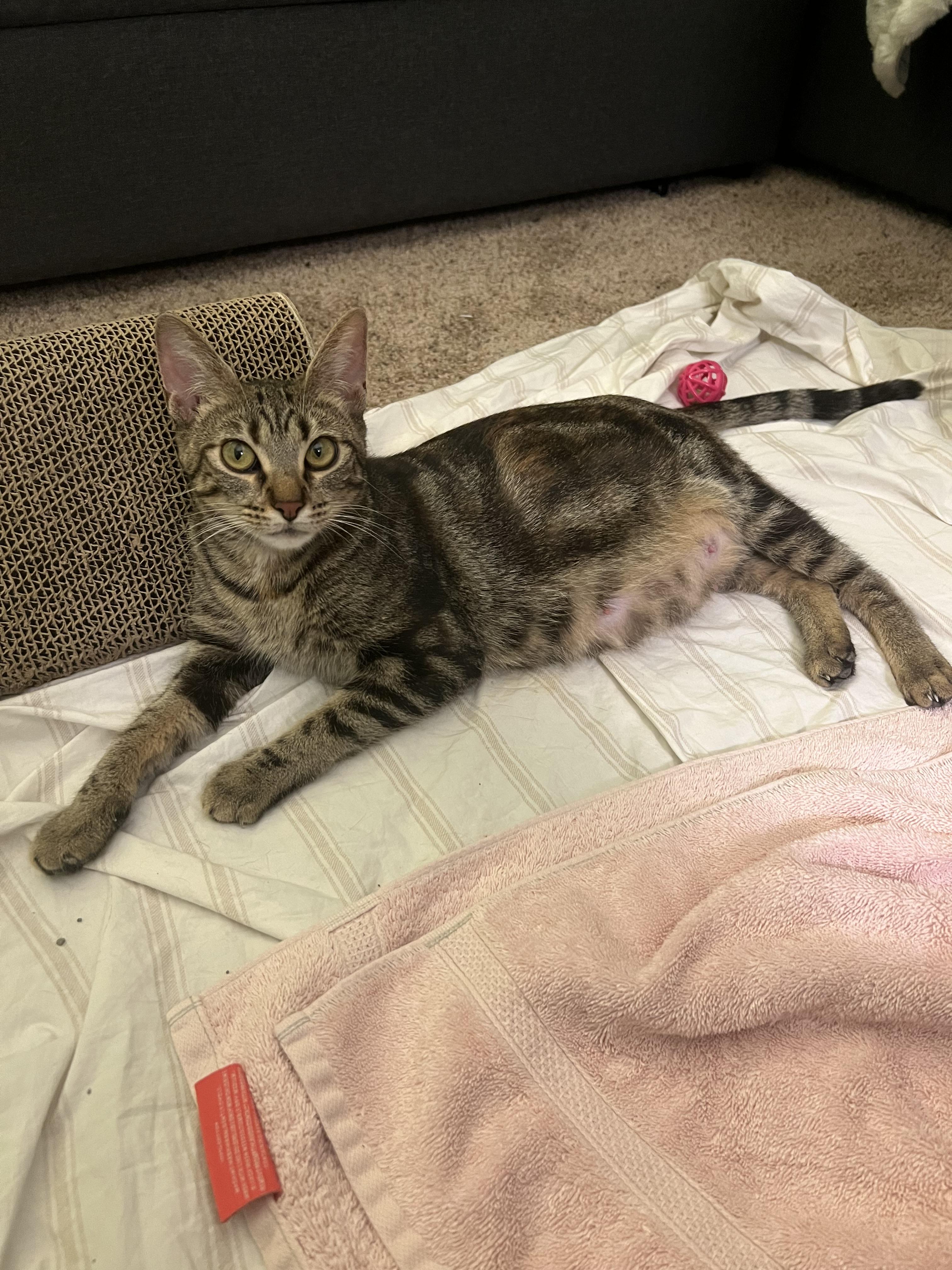 Lillian, a Adoptable mixed breed in Danville, IN image 2/4