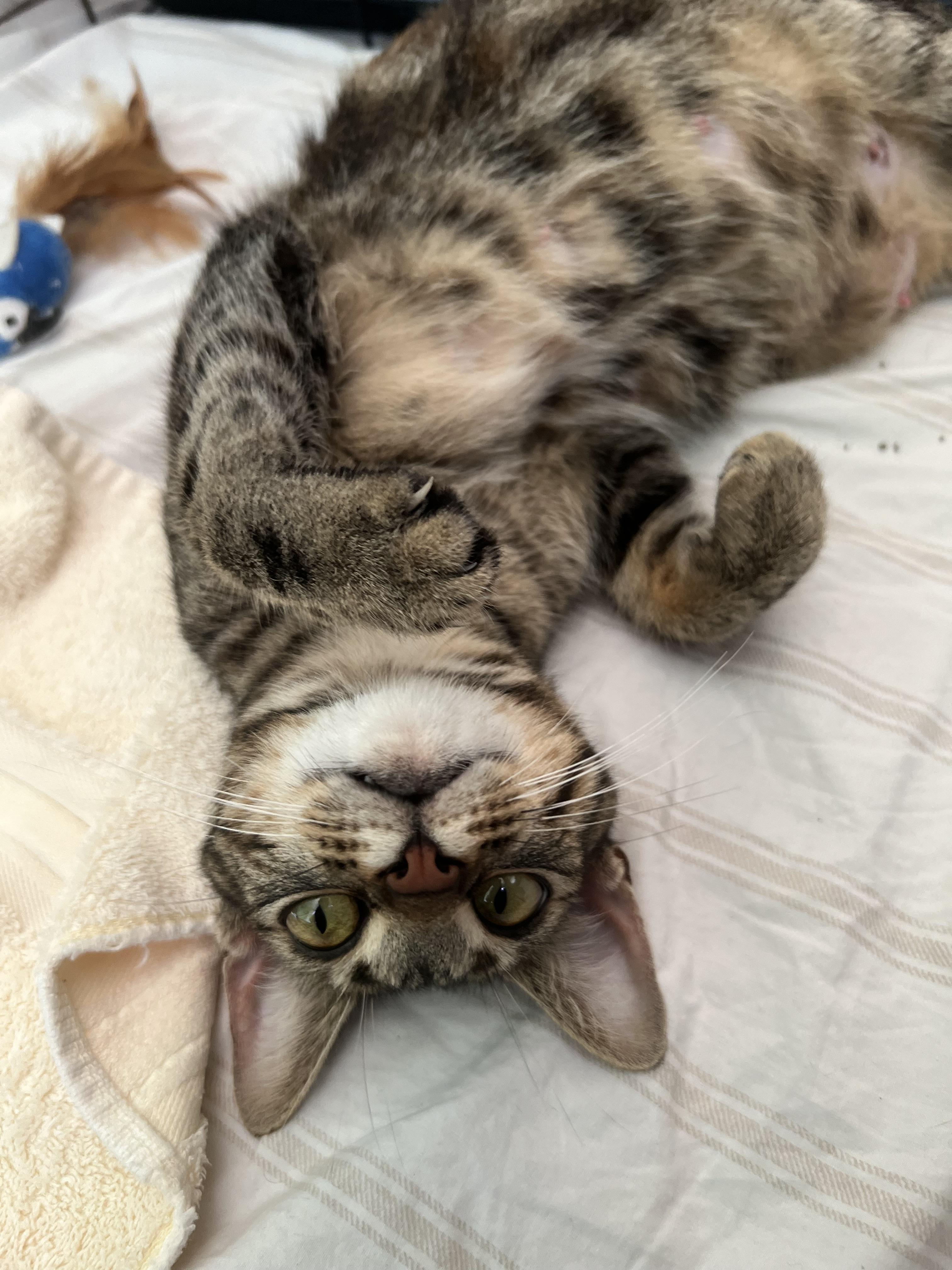 Lillian, a Adoptable mixed breed in Danville, IN image 3/4