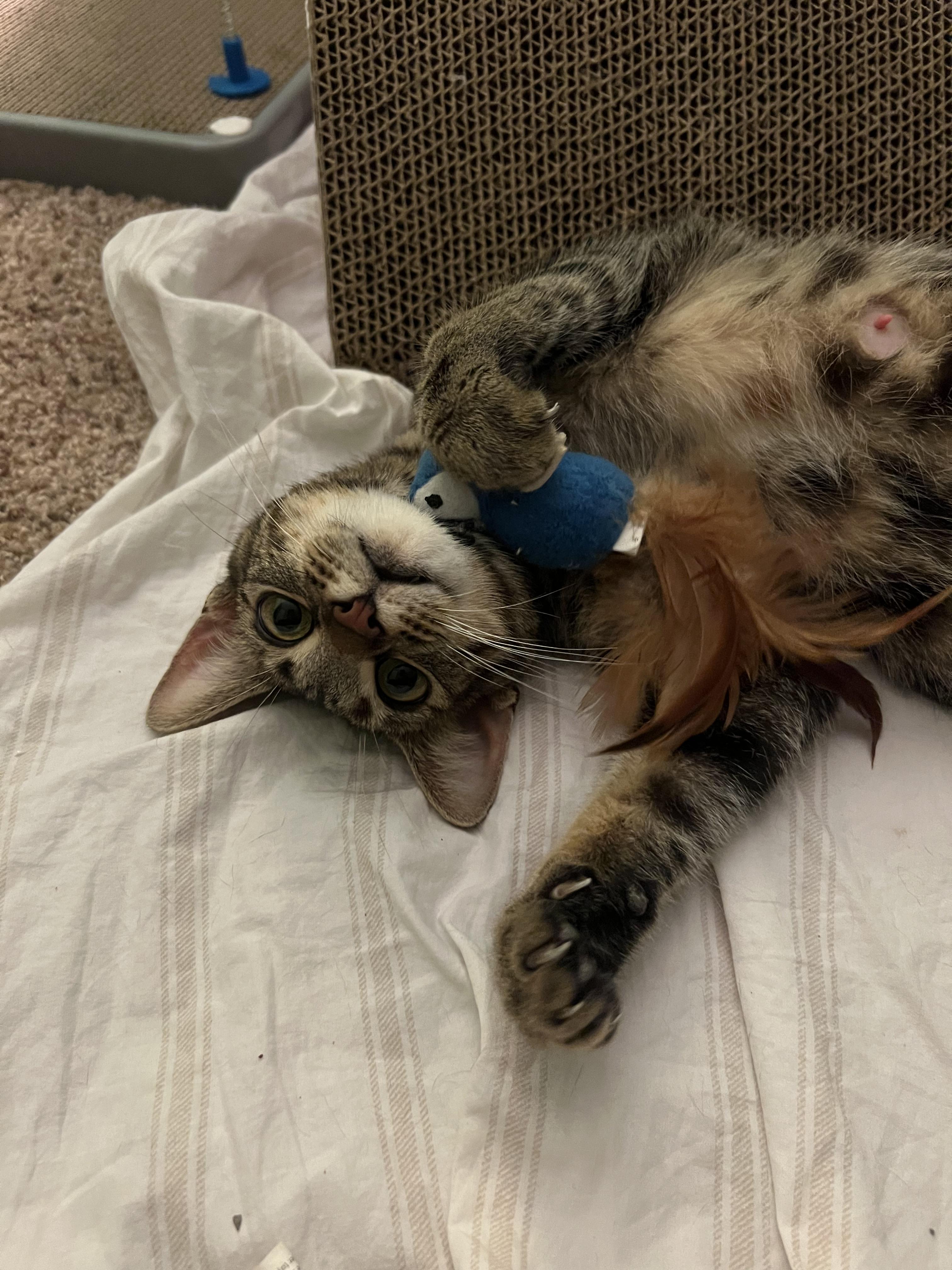 Lillian, a Adoptable mixed breed in Danville, IN image 4/4