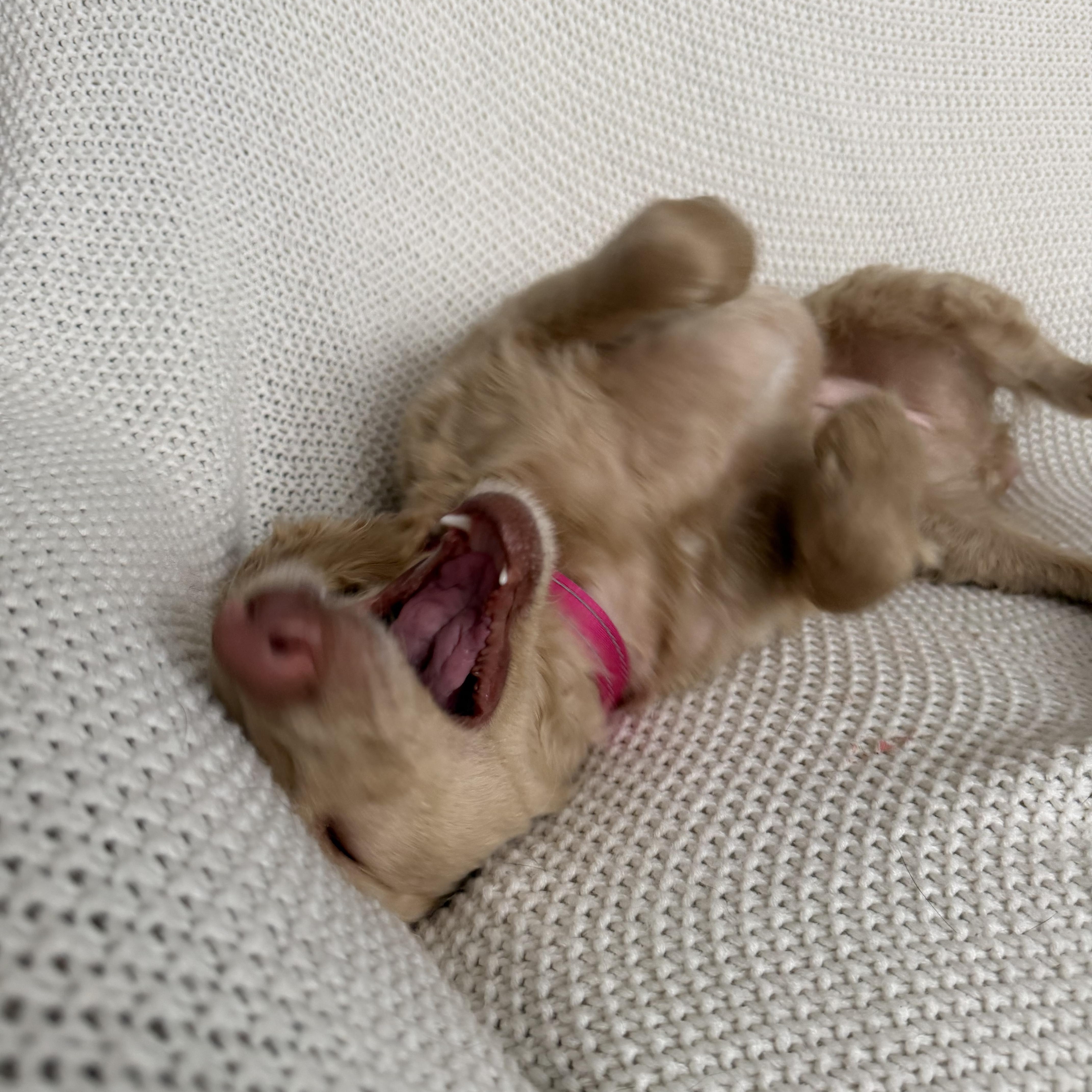 Luna, an adopted mixed breed in Wrightstown, NJ image 4/5