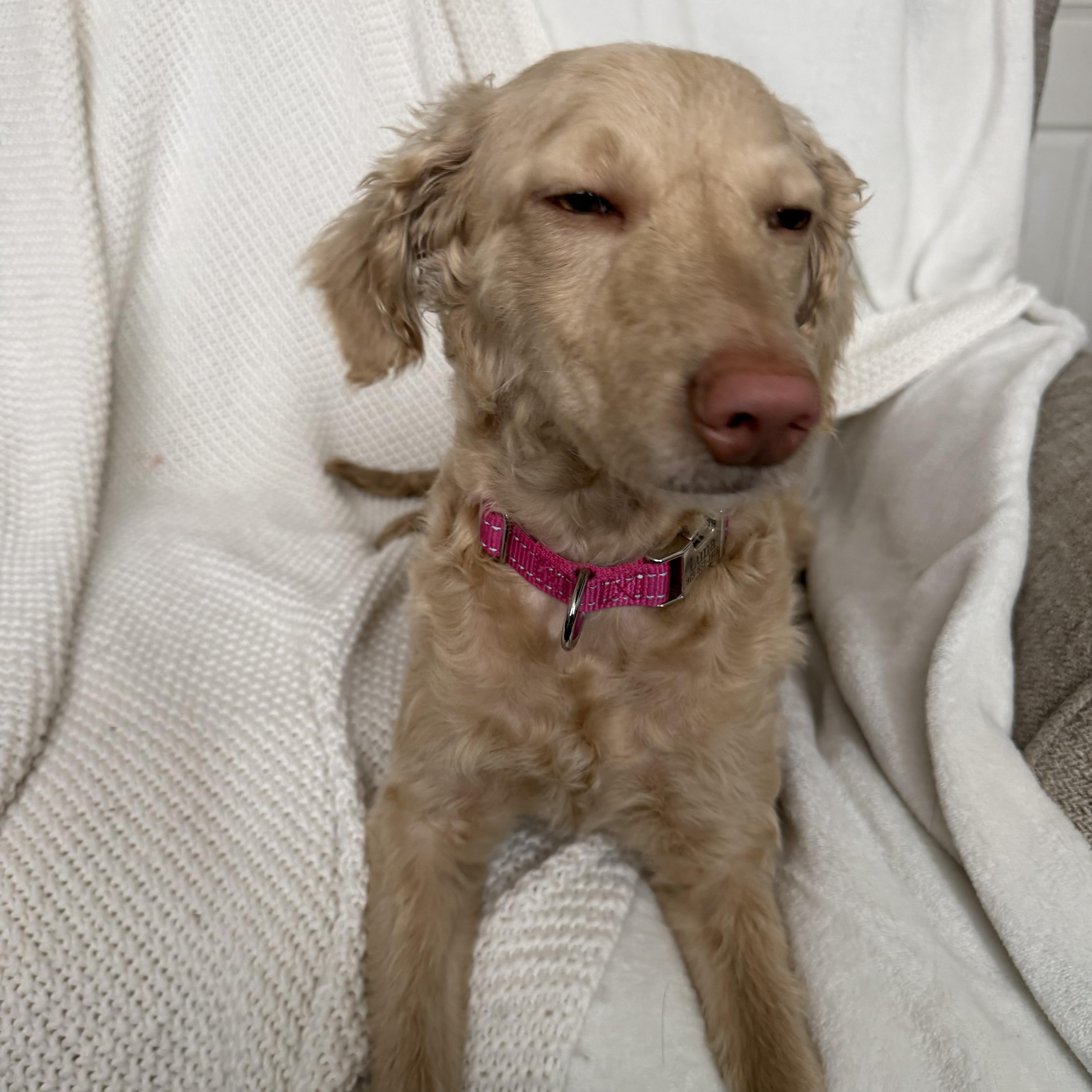 Luna, an adopted mixed breed in Wrightstown, NJ image 2/5