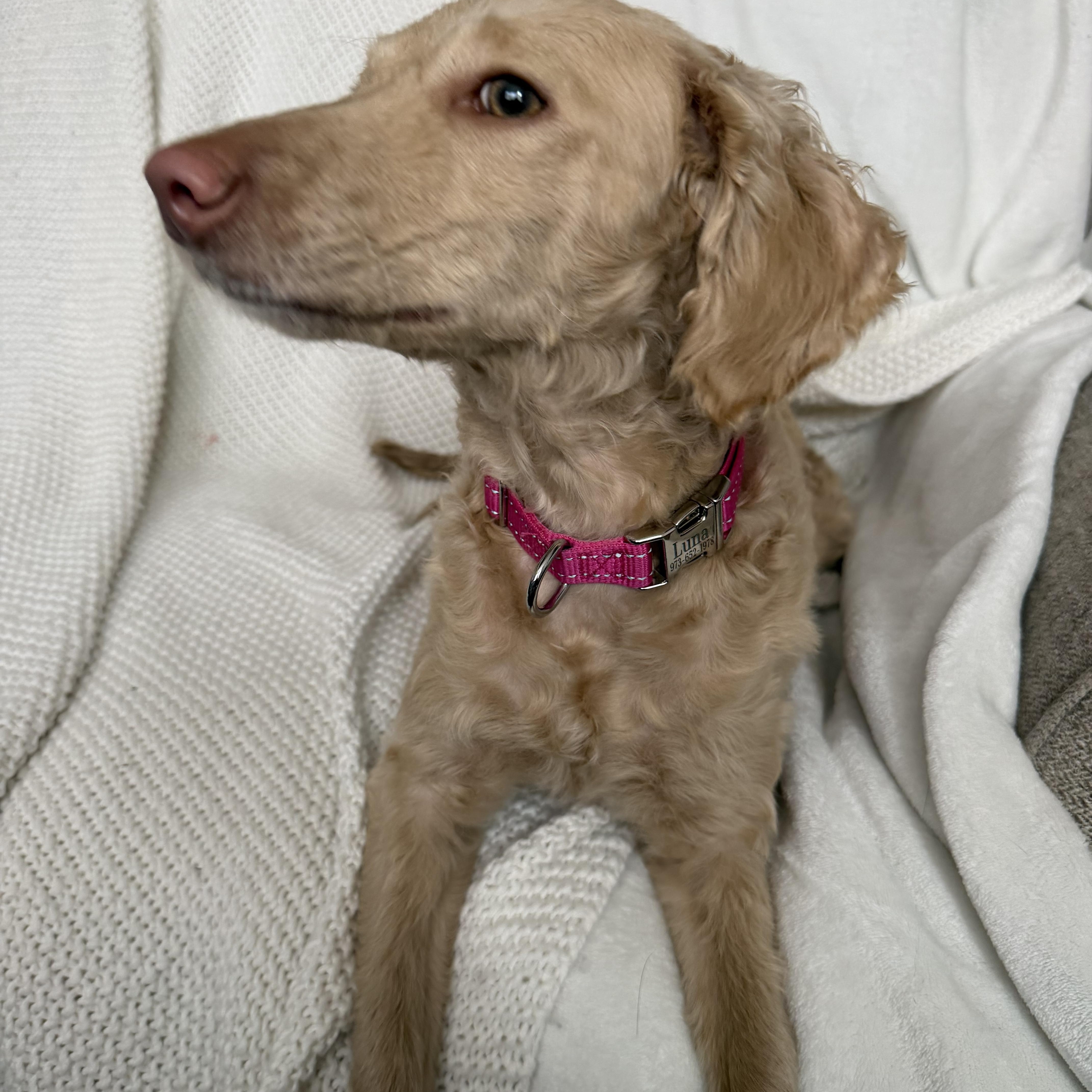 Luna, an adopted mixed breed in Wrightstown, NJ image 5/5