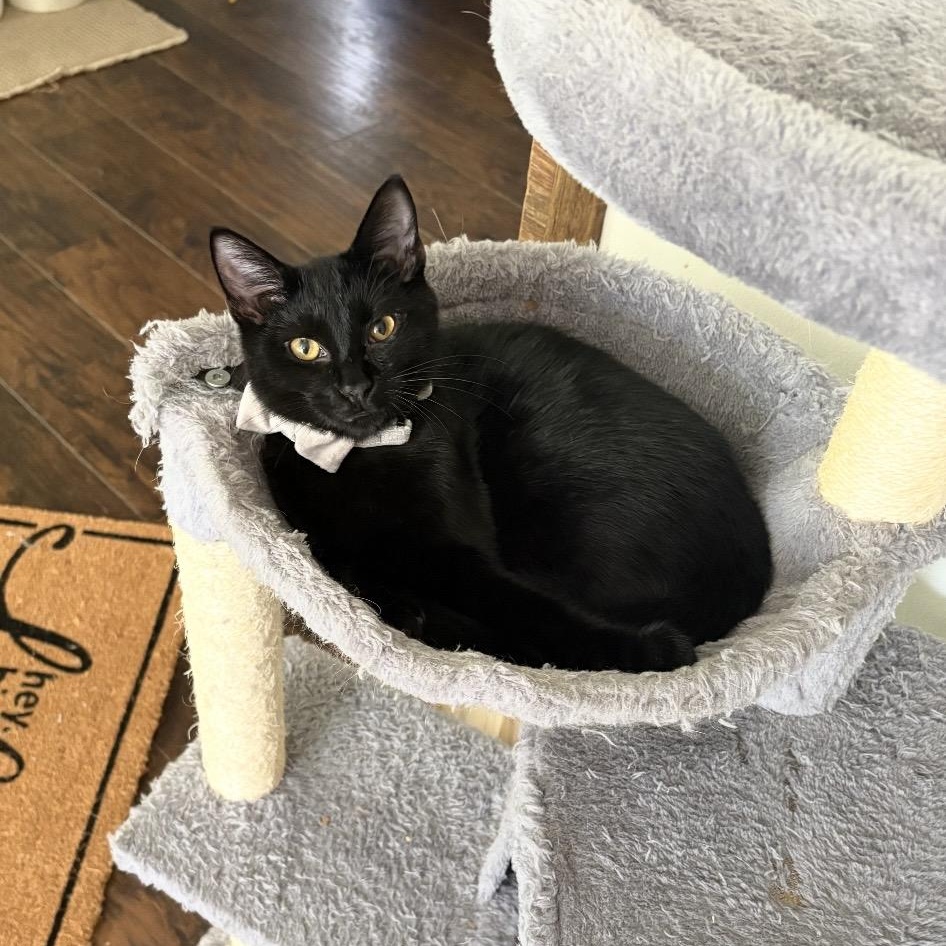 Bubbles, a ADOPTABLE Domestic Short Hair in Kannapolis, NC image 2/5