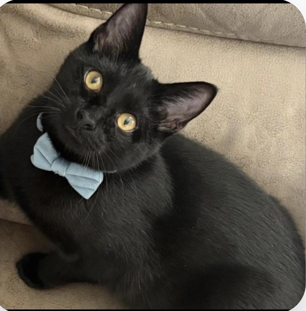 Enlarge Bubbles and Buttons, a ADOPTABLE Domestic Short Hair in Kannapolis , NC image 5/6
