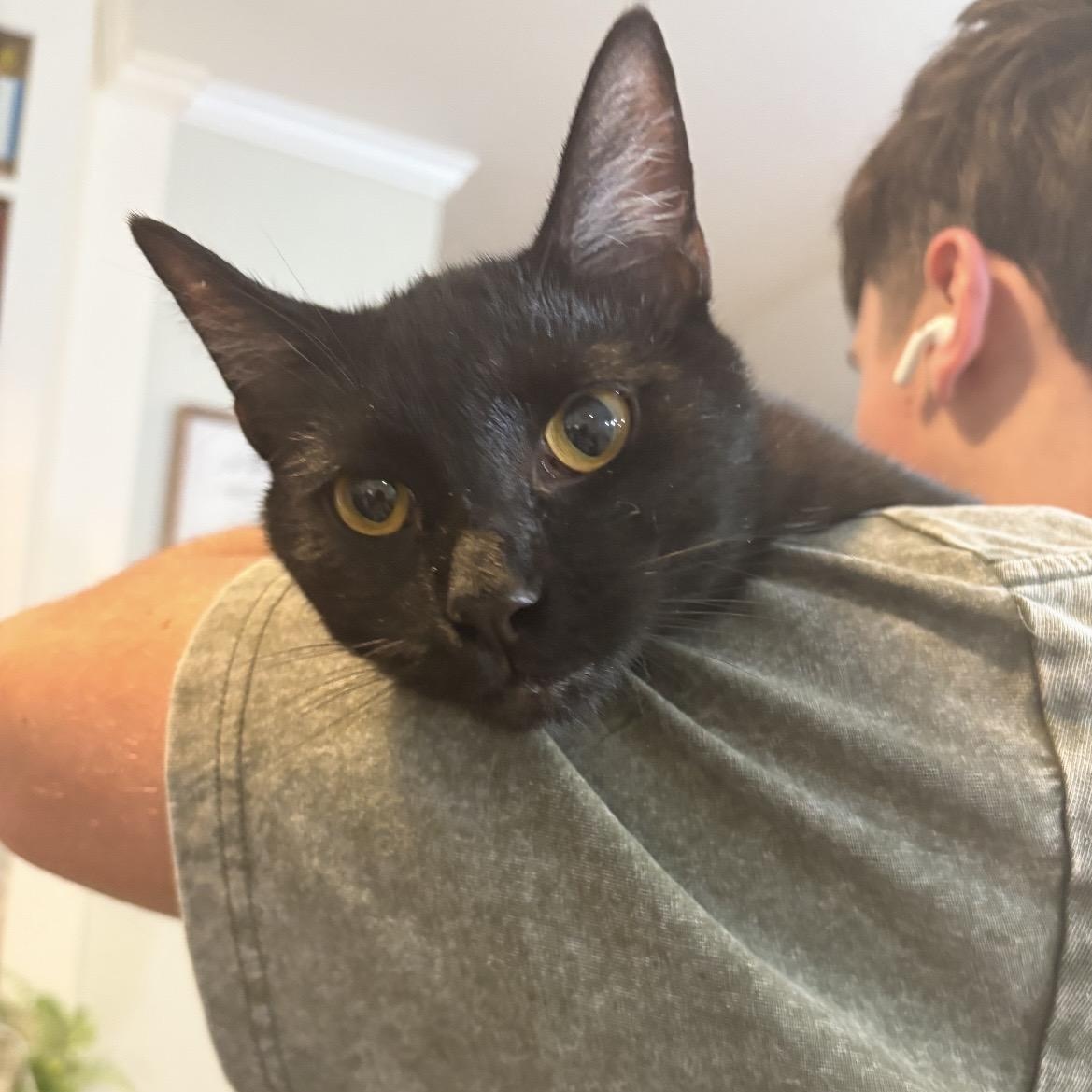 Bubbles, a ADOPTABLE Domestic Short Hair in Kannapolis, NC image 5/5