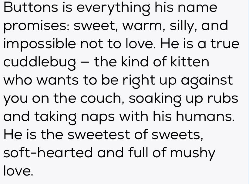 Enlarge Bubbles and Buttons, a ADOPTABLE Domestic Short Hair in Kannapolis , NC image 1/6