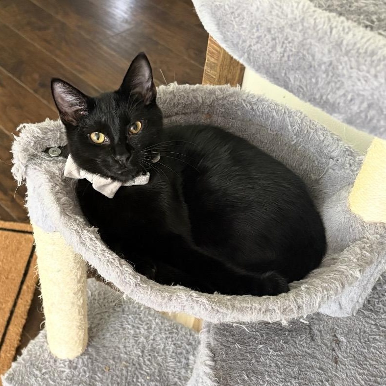 Bubbles, ADOPTABLE, Kitten Male Domestic Short Hair.