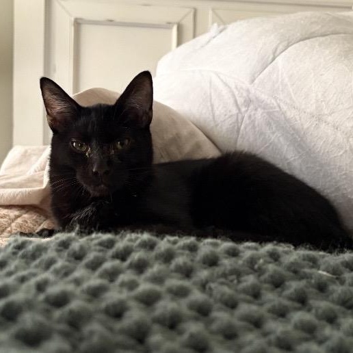 Bubbles, a ADOPTABLE Domestic Short Hair in Kannapolis, NC image 3/5