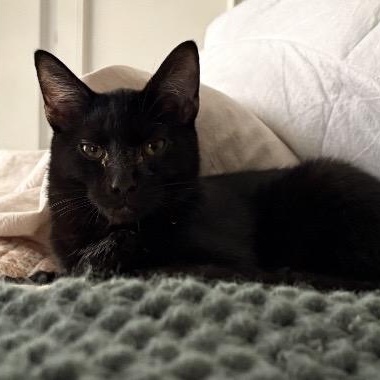 Bubbles, a ADOPTABLE Domestic Short Hair in Kannapolis, NC image 4/5