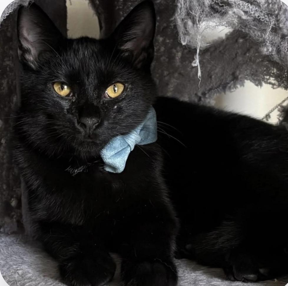 Enlarge Bubbles and Buttons, a ADOPTABLE Domestic Short Hair in Kannapolis , NC image 6/6