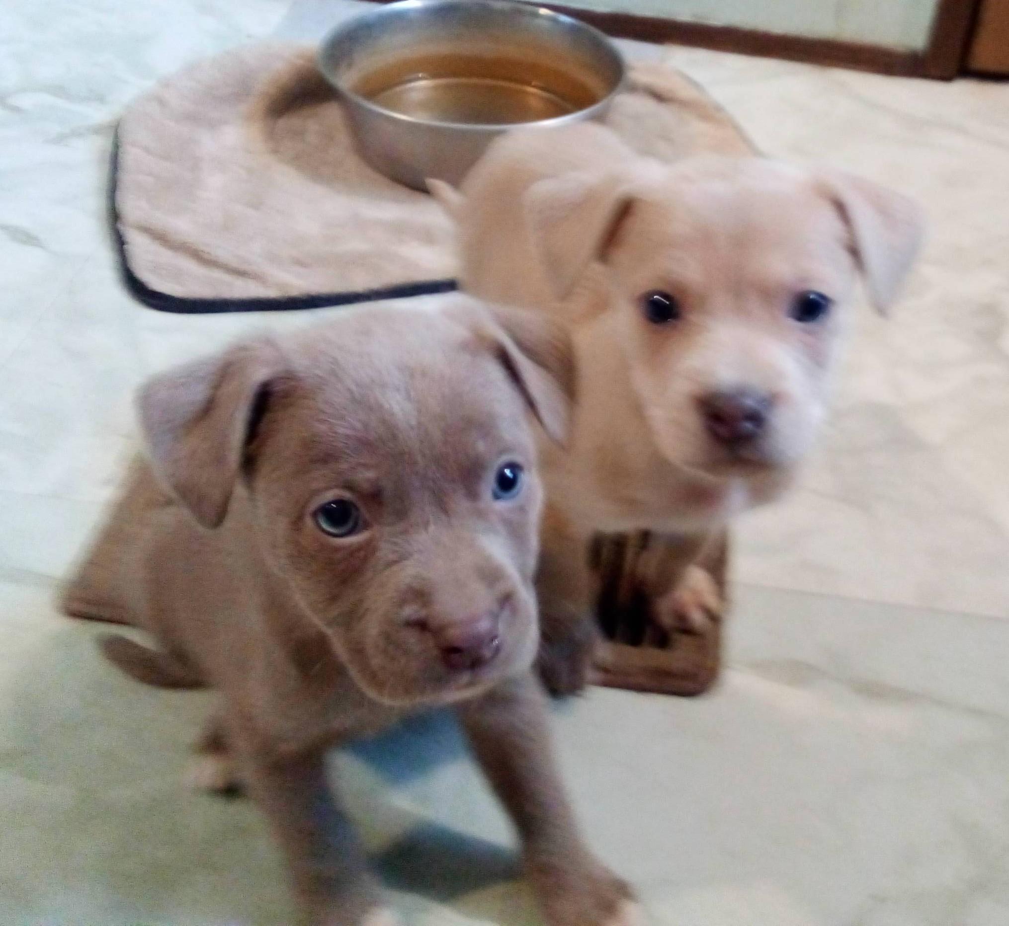 Enlarge Lumen, an adopted mixed breed in South Royalton, VT image 1/1