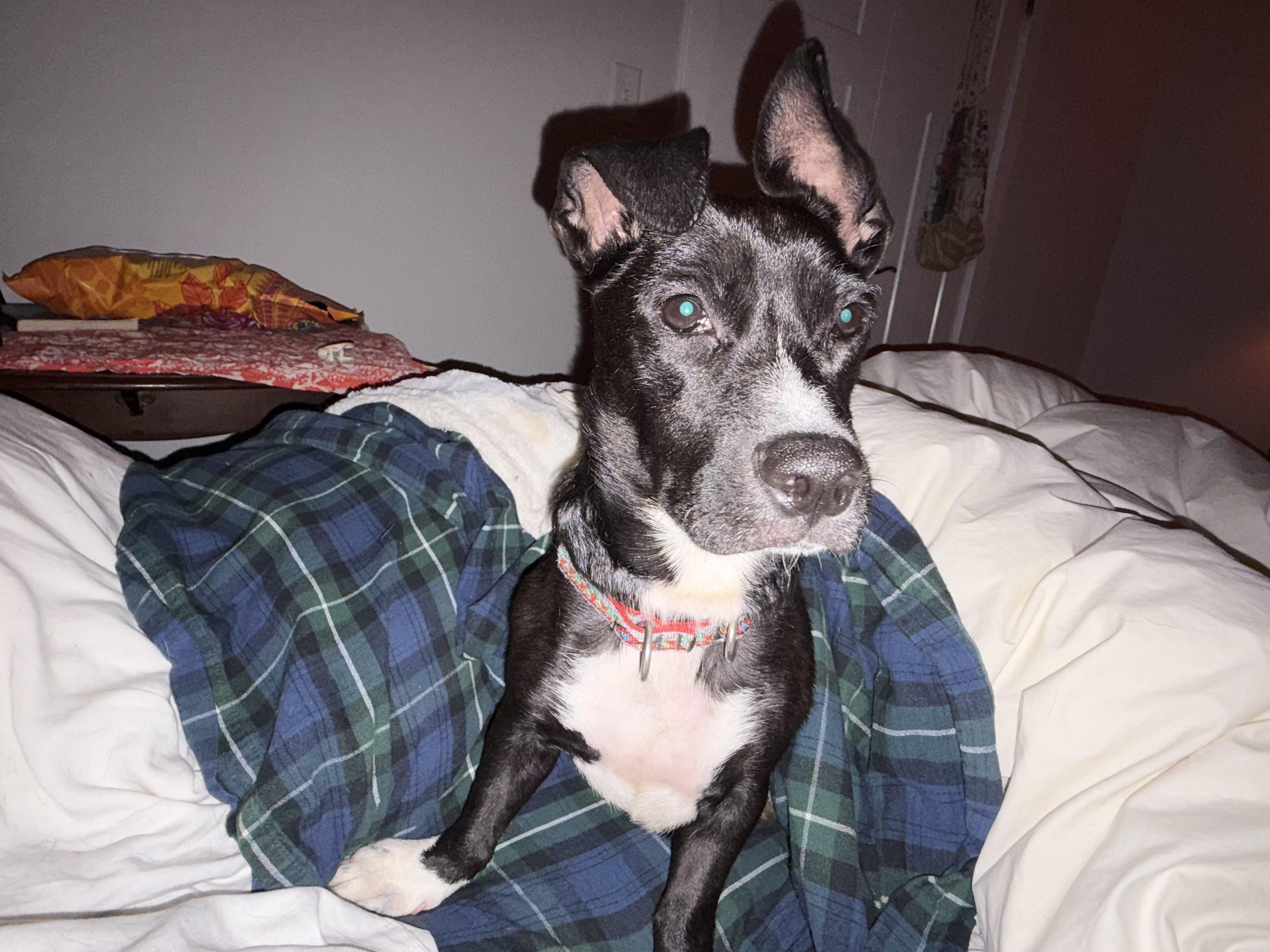 Enlarge Coral, a Adoptable mixed breed in Virginia Beach, VA image 2/4