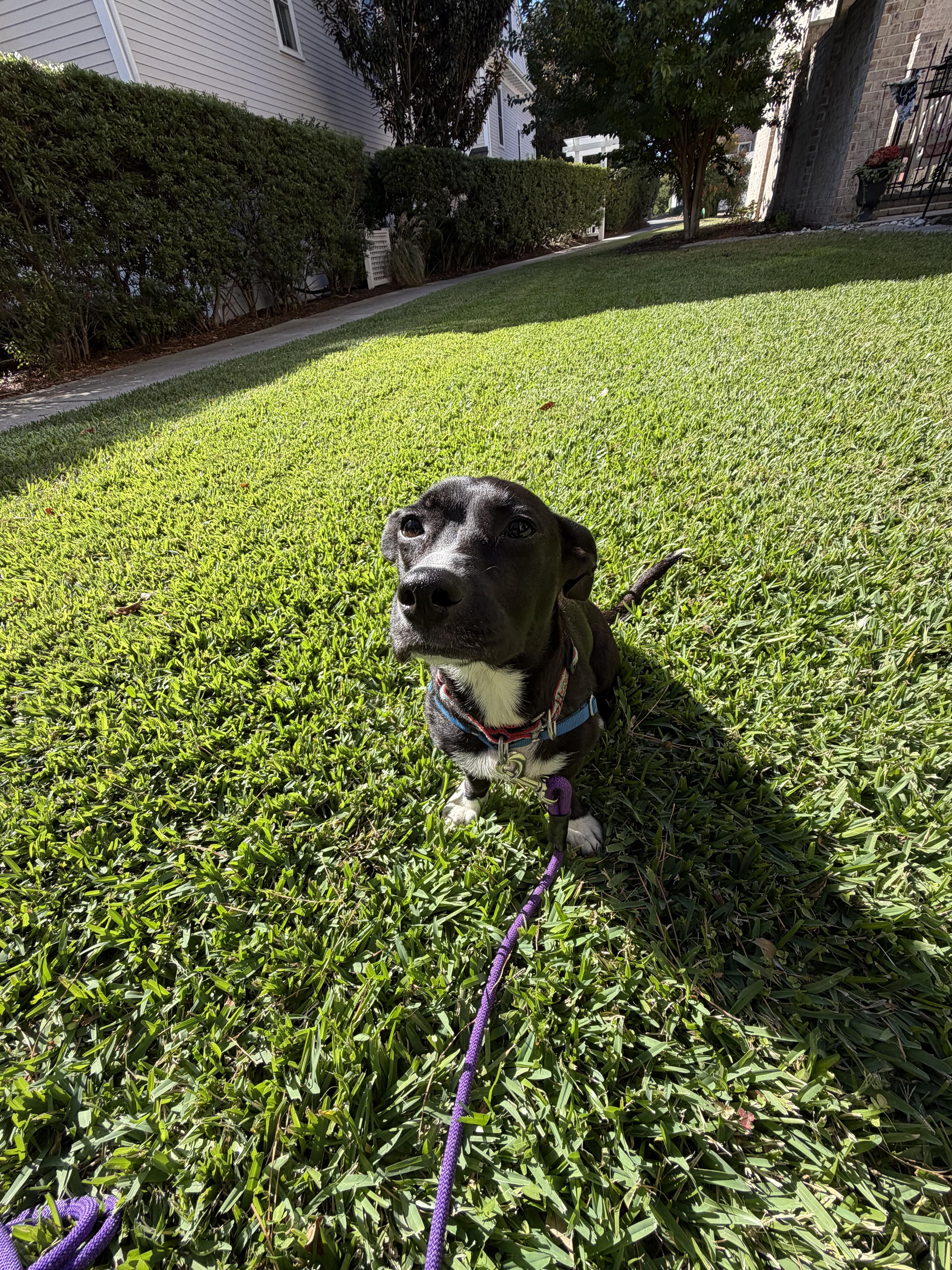 Enlarge Coral, a Adoptable mixed breed in Virginia Beach, VA image 4/4