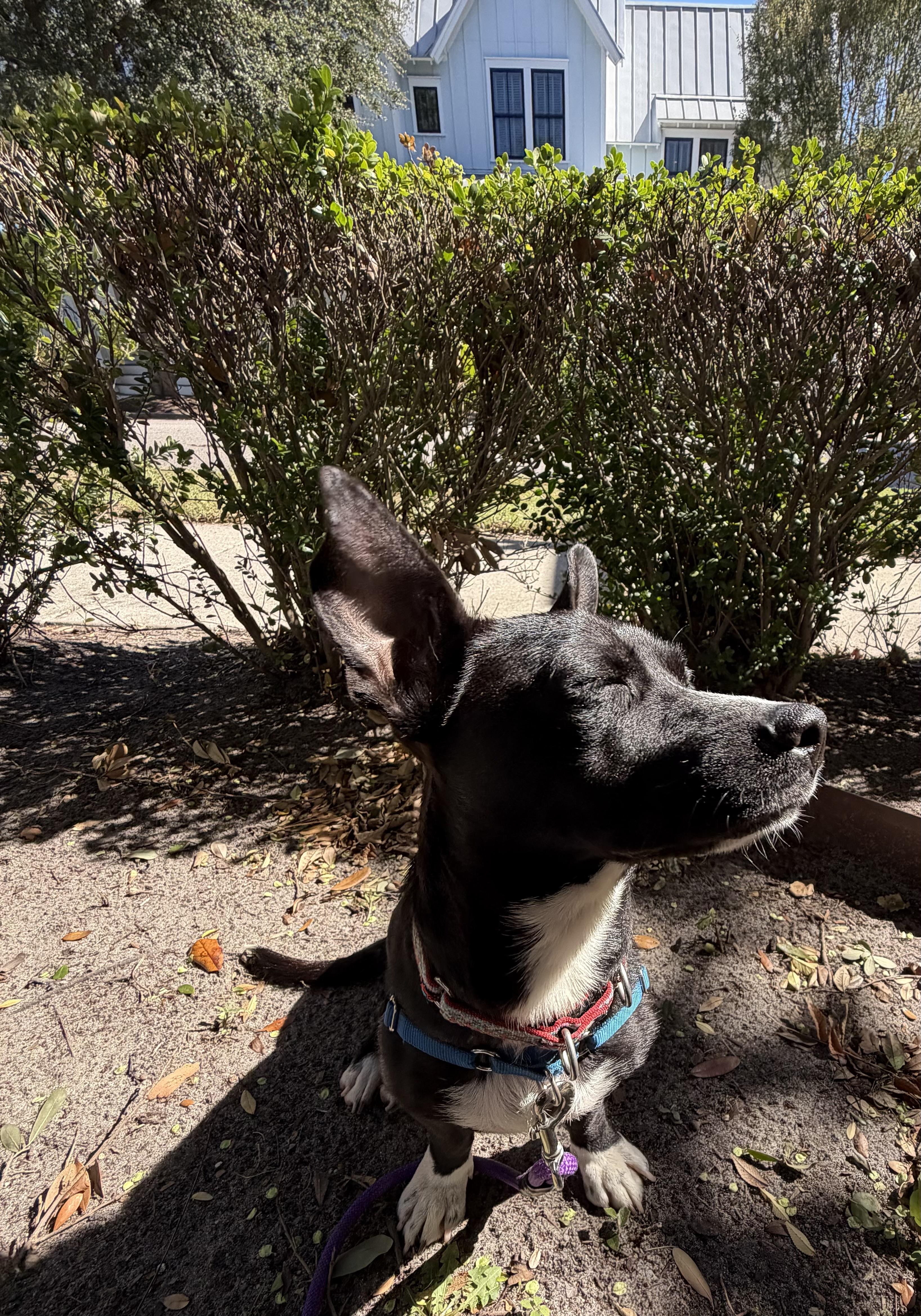 Enlarge Coral, a Adoptable mixed breed in Virginia Beach, VA image 3/4