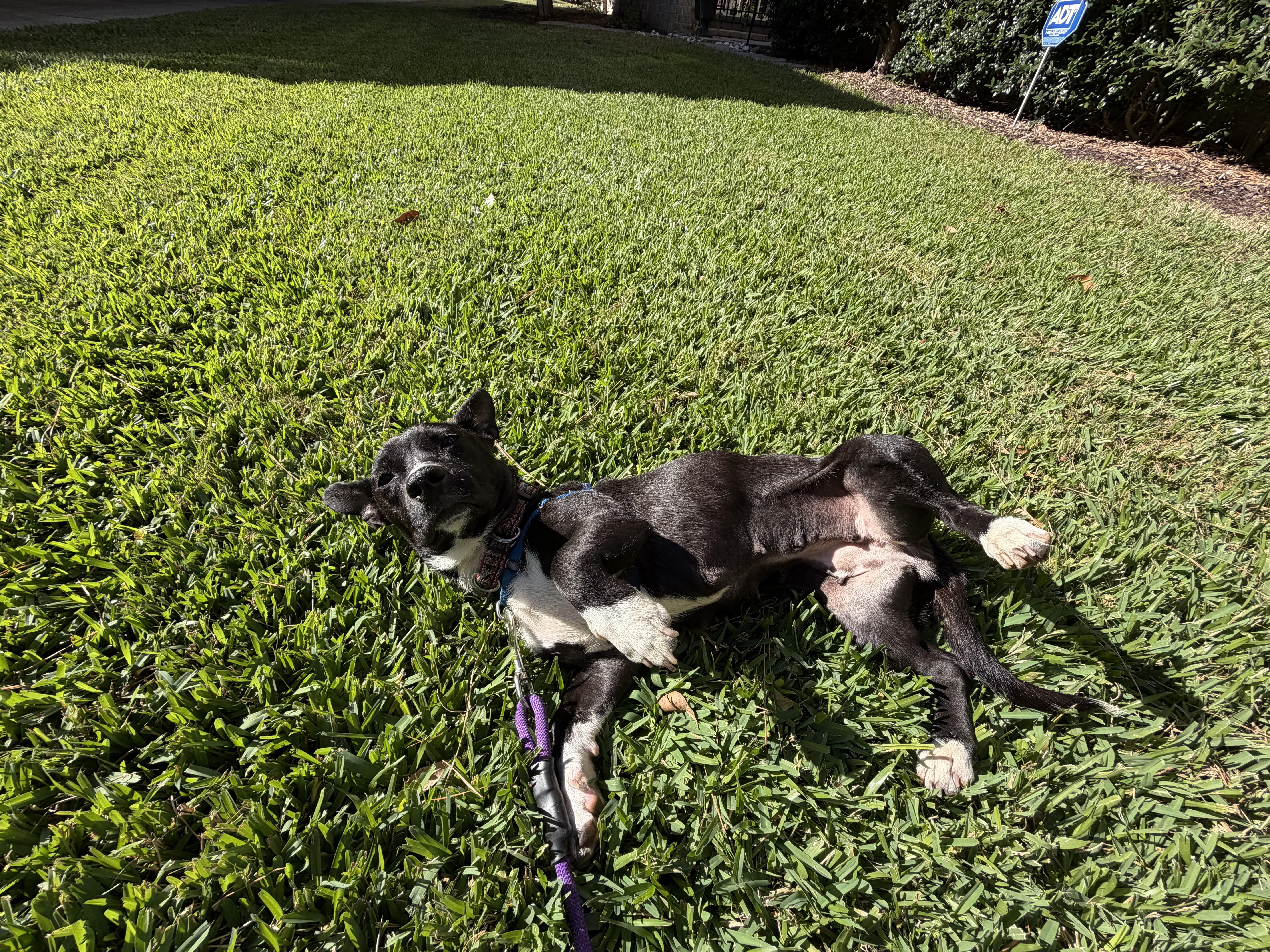 Coral, Adoptable, Adult Female Basset Hound & Dachshund.