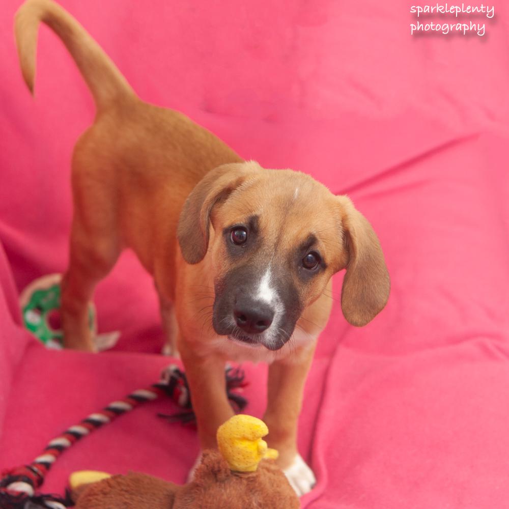 Leigh, an adoptable Mixed Breed in Ridgefield, CT image 2/3