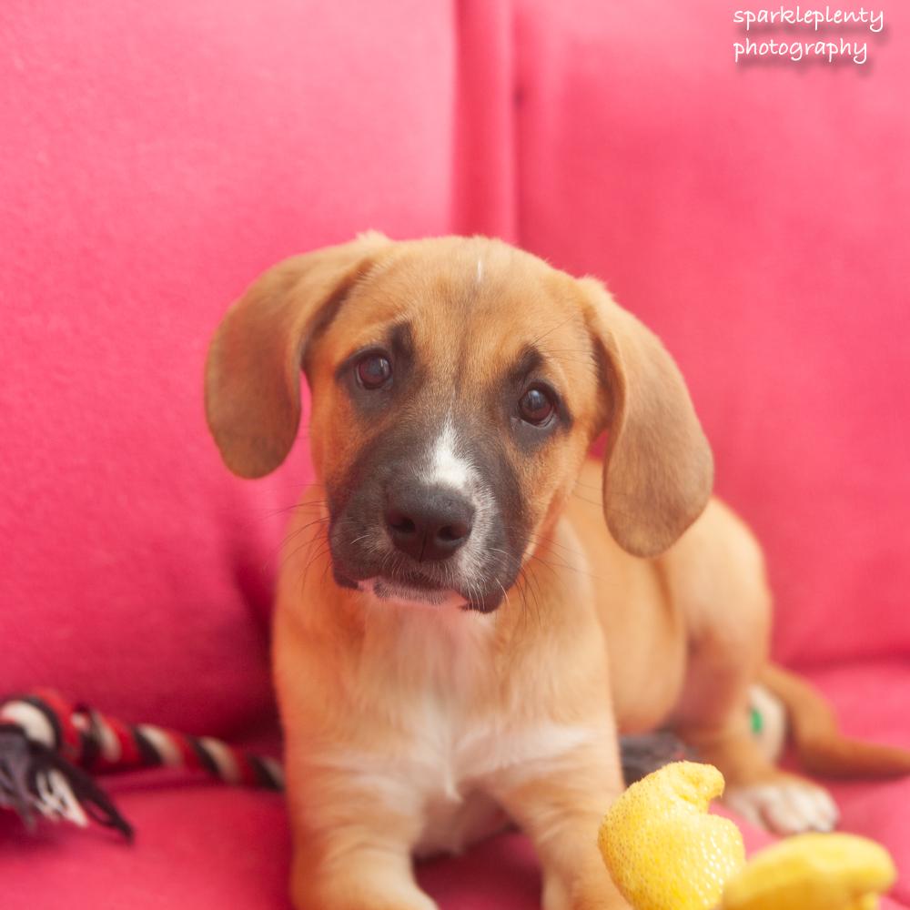 Leigh, an adoptable Mixed Breed in Ridgefield, CT image 3/3