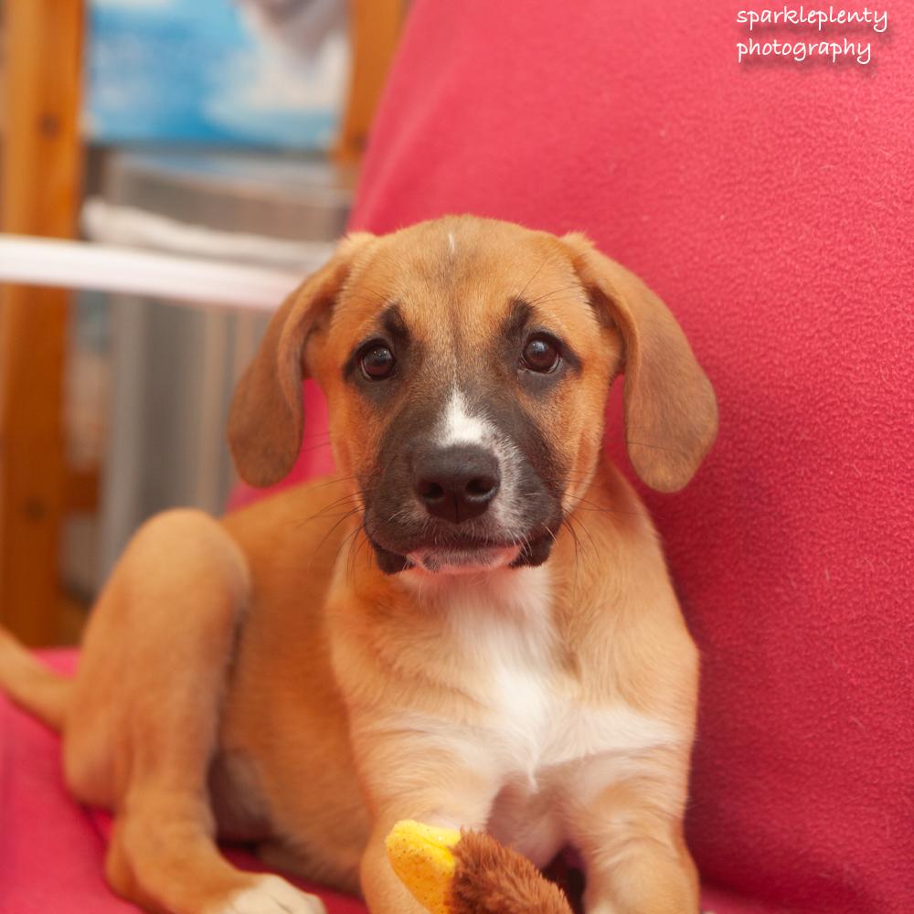 Leigh, adoptable, Puppy Female Mixed Breed.