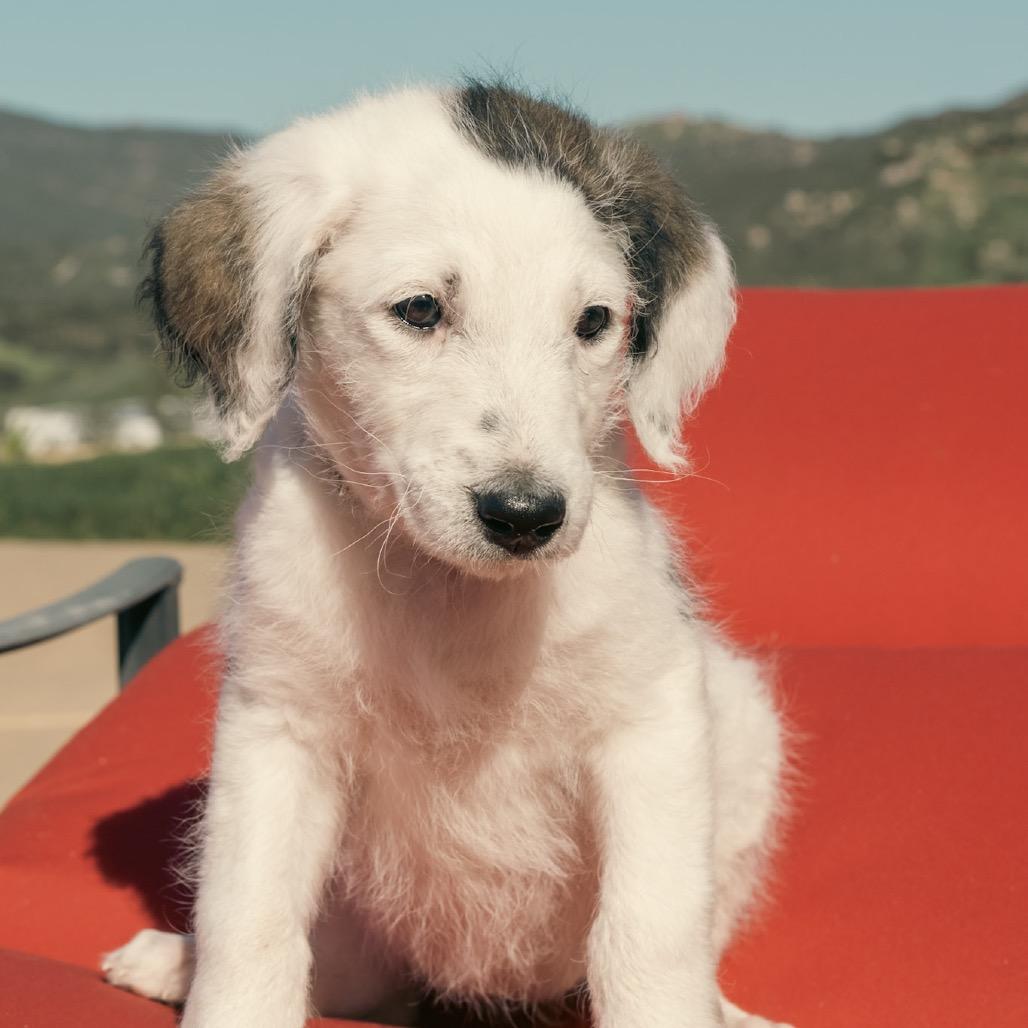Enlarge Big Gulp (Tan Collar), a Adoptable mixed breed in Escondido, CA image 1/6
