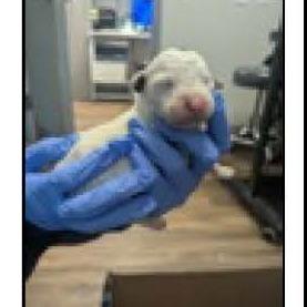 Enlarge Big Gulp (Tan Collar), a Adoptable mixed breed in Escondido, CA image 2/6