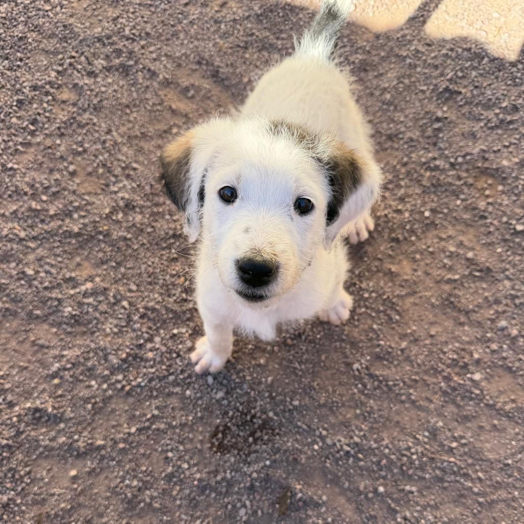 Enlarge Big Gulp (Tan Collar), a Adoptable mixed breed in Escondido, CA image 4/6