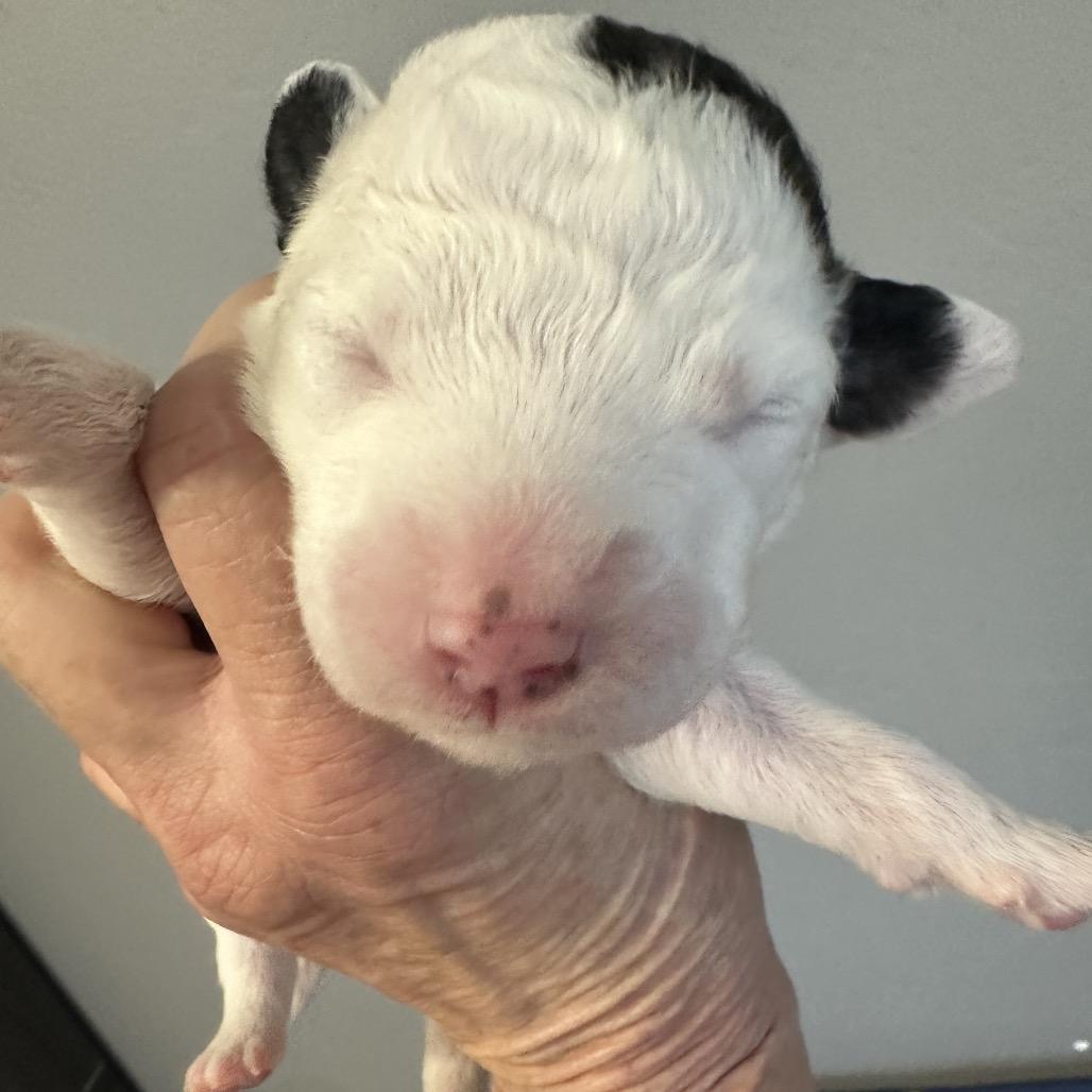 Enlarge Big Gulp (Tan Collar), a Adoptable mixed breed in Escondido, CA image 5/6
