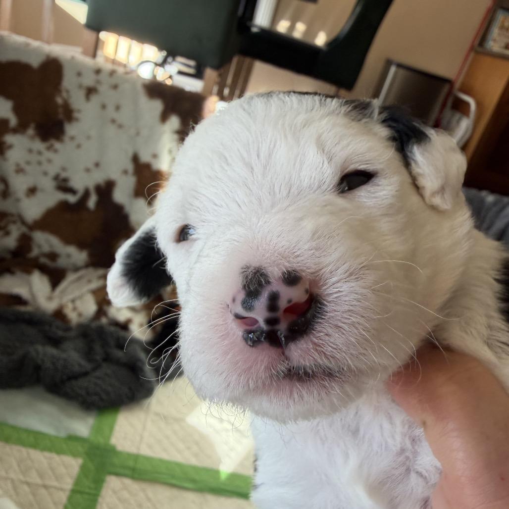 Enlarge Big Gulp (Tan Collar), a Adoptable mixed breed in Escondido, CA image 6/6