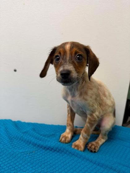 Enlarge Darla, a Adoptable mixed breed in Spruce Pine, NC image 1/1