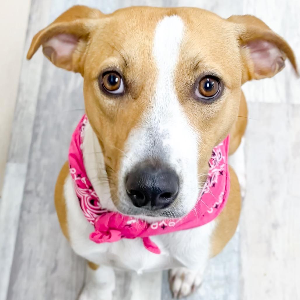 Roxanne, Adoptable, Young Female Mountain Cur.