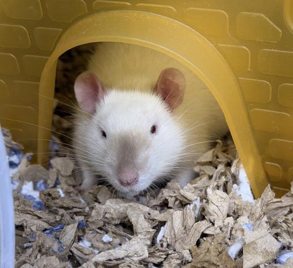 Zucchini, Adoptable, Young Male Rat.