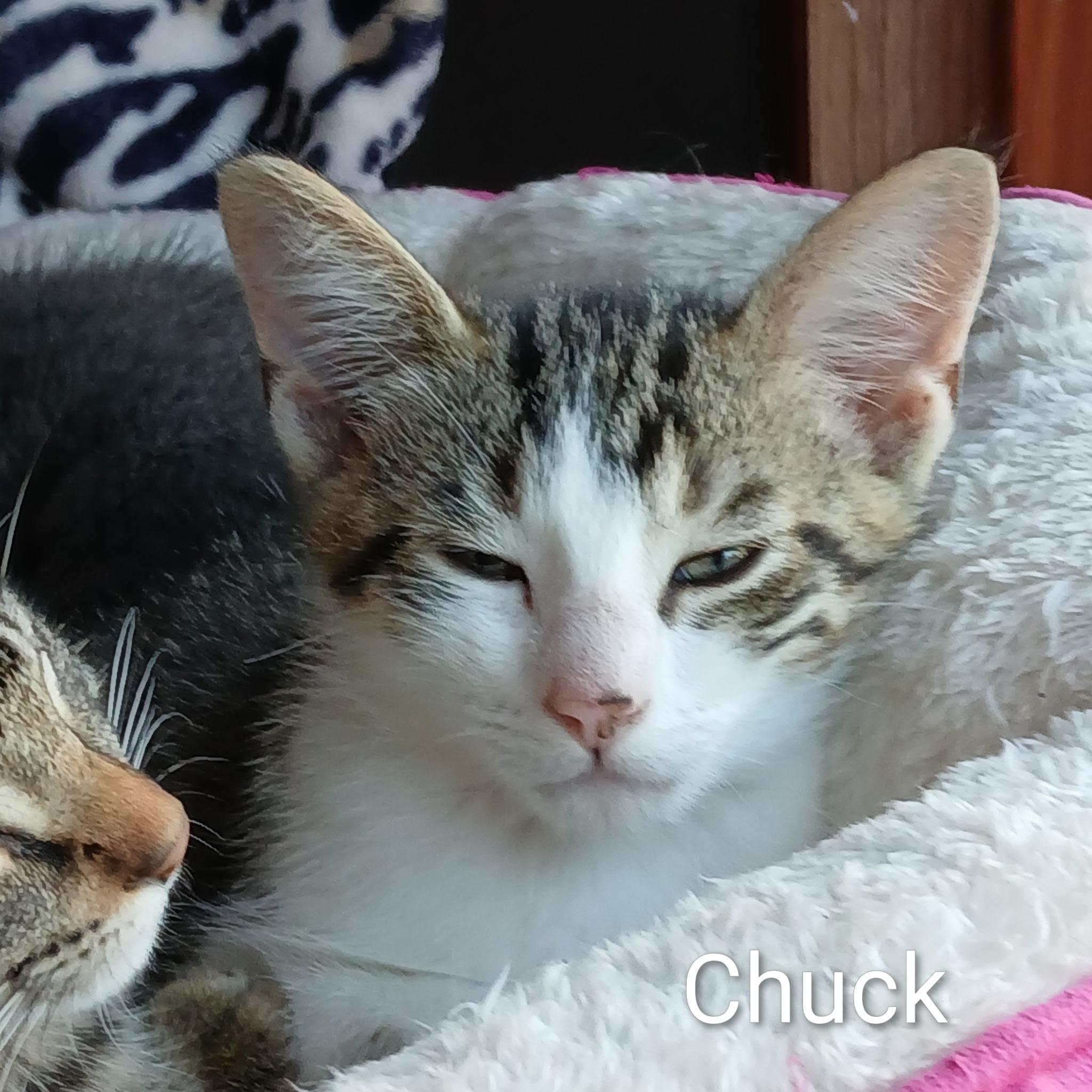 Enlarge Chuck, a Adoptable Domestic Short Hair in Ludington, MI image 4/4