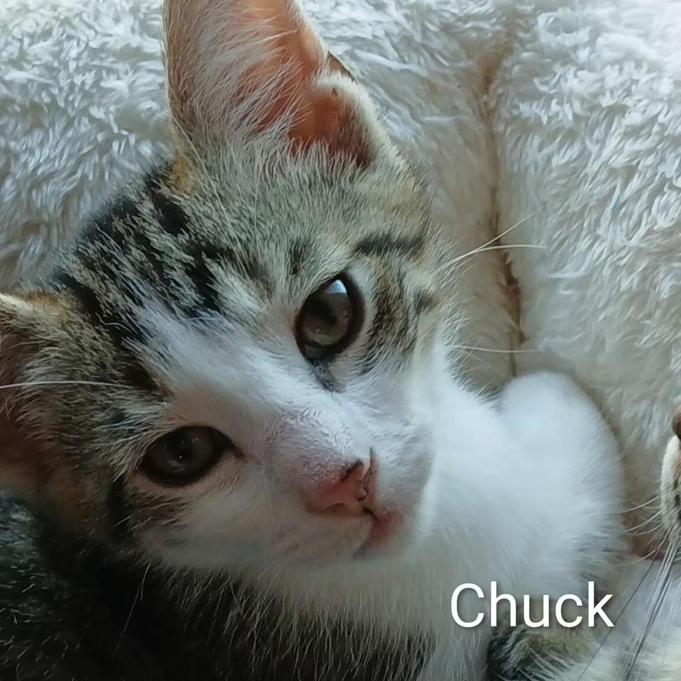 Enlarge Chuck, a Adoptable Domestic Short Hair in Ludington, MI image 1/4