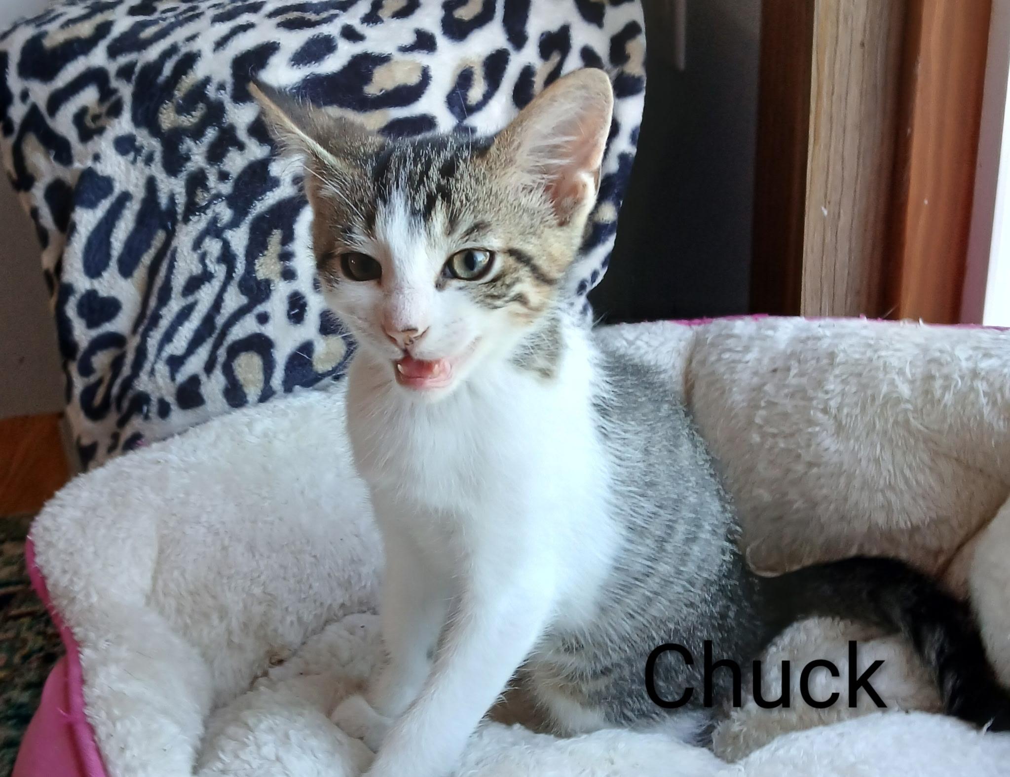 Enlarge Chuck, a Adoptable Domestic Short Hair in Ludington, MI image 3/4