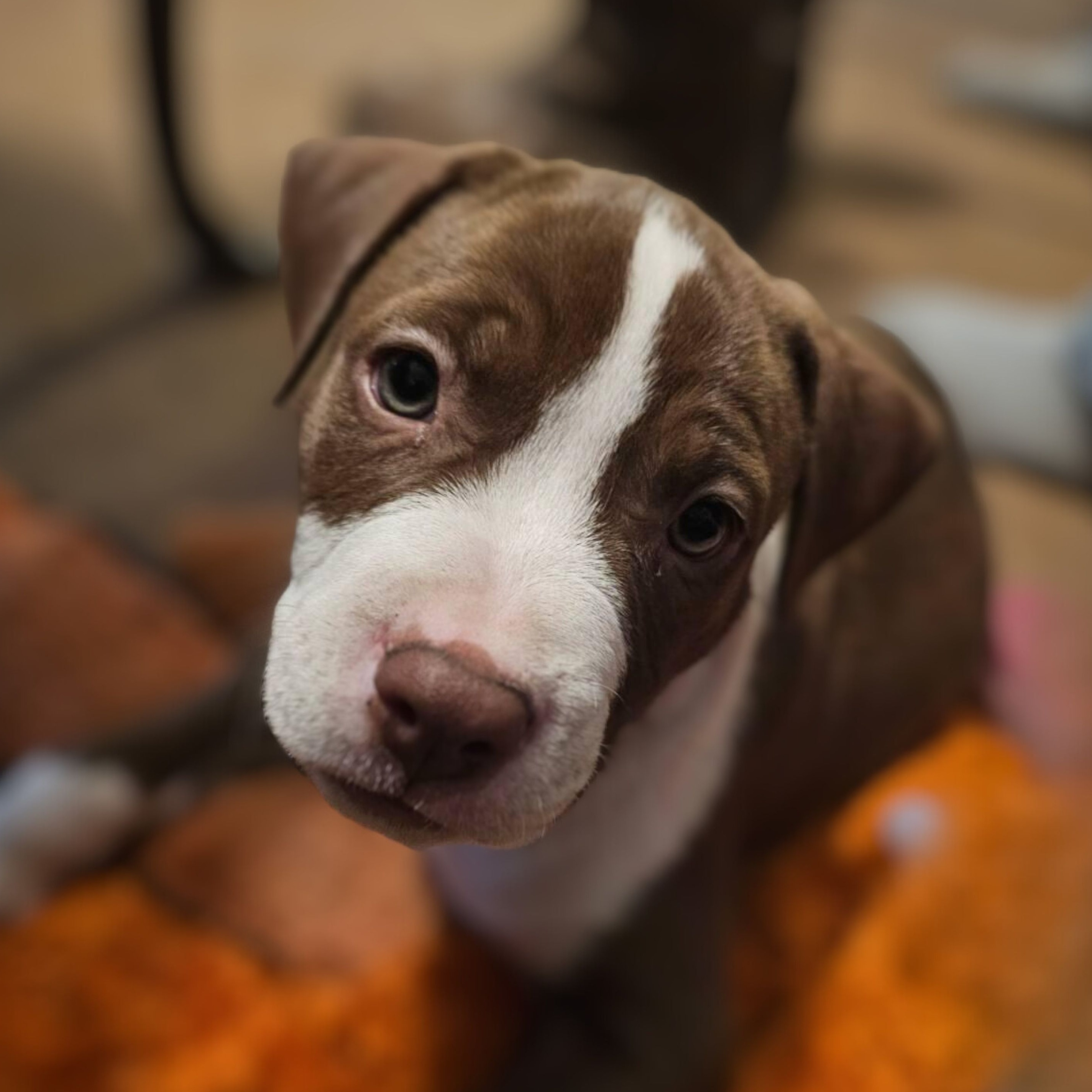 Adopt Abe Lincoln Dog for adoption