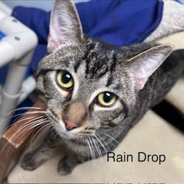 Enlarge Rain Drop--In Foster, a Adoptable Domestic Short Hair in Fargo, ND image 1/6